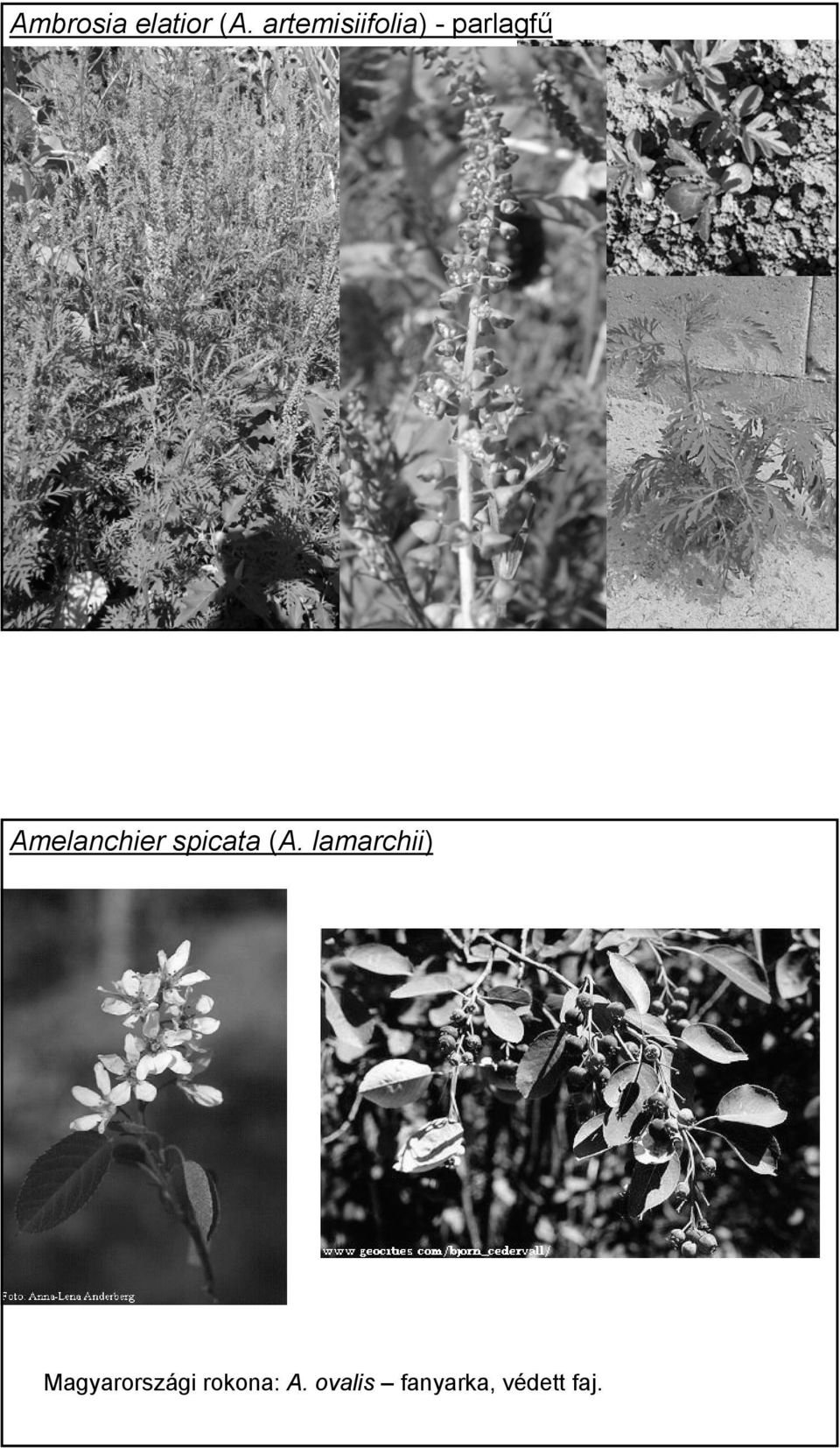 Amelanchier spicata (A.