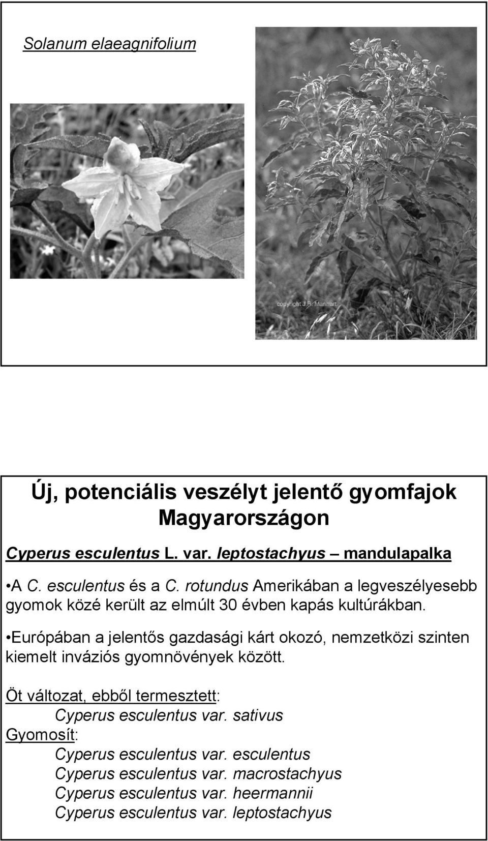 Európában a jelentős gazdasági kárt okozó, nemzetközi szinten kiemelt inváziós gyomnövények között.