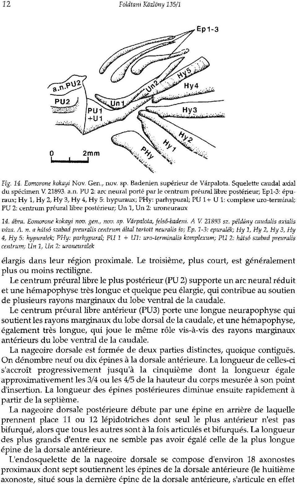 135/1 Fig. 14. Eomorone
