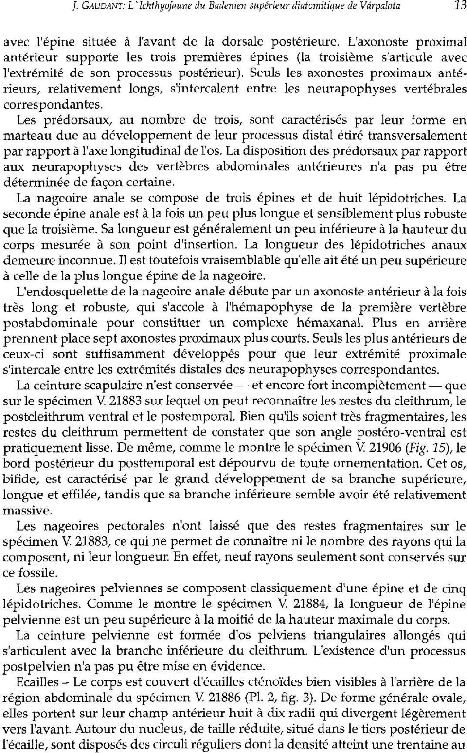 Seuls les axonostes proximaux antérieurs, relativement longs, s'intercalent entre les neurapophyses vertébrales correspondantes.