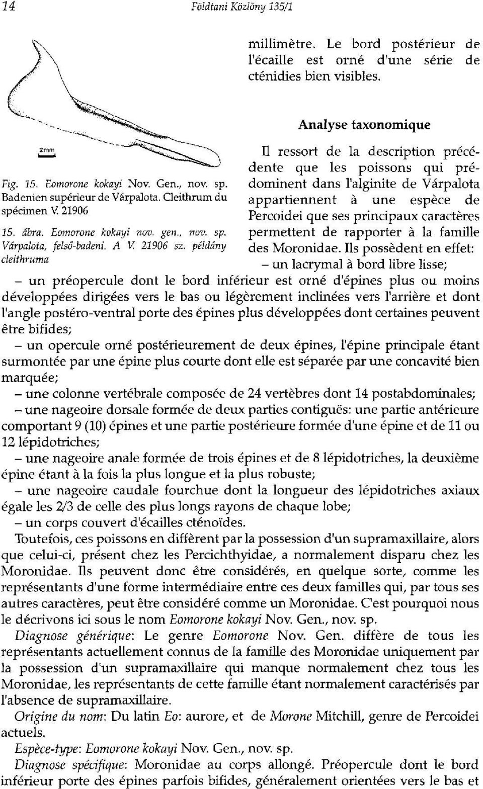 dominent dans l'alginite de Várpalota Badenien supérieur de Várpalota. Cleithrum du appartiennent à une espèce de spécimen V 21906 Percoidei que ses principaux caractères 15. ábra.