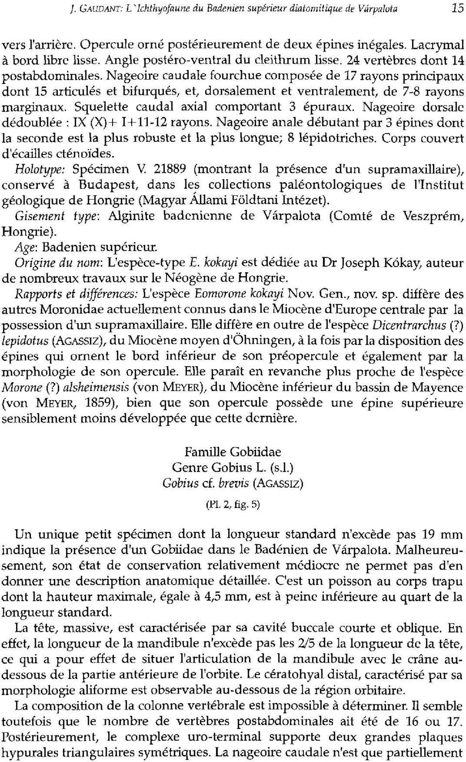 Nageoire caudale fourchue composée de 17 rayons principaux dont 15 articulés et bifurques, et, dorsalement et ventralement, de 7-8 rayons marginaux. Squelette caudal axial comportant 3 épuraux.