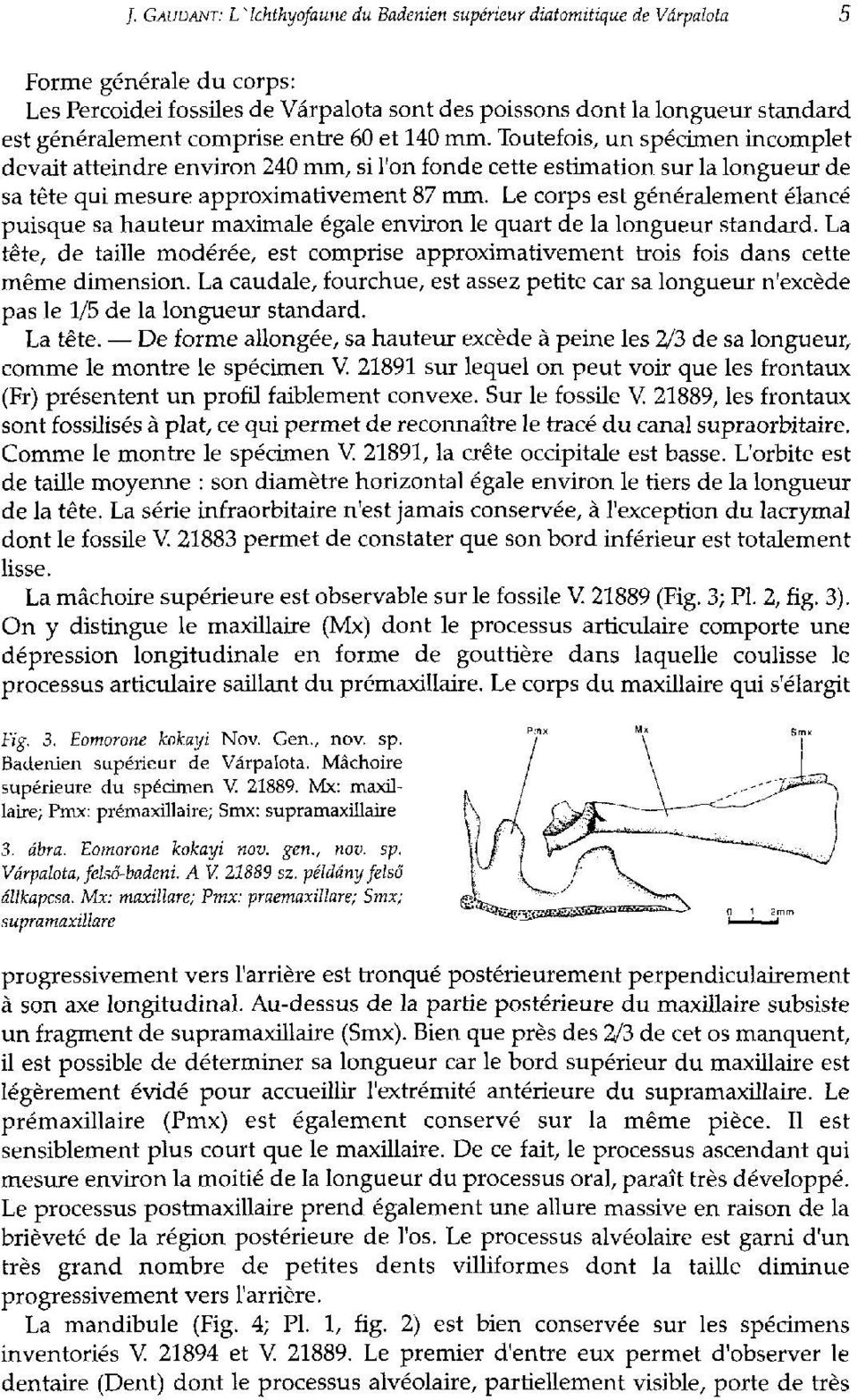 Le corps est généralement élancé puisque sa hauteur maximale égale environ le quart de la longueur standard.