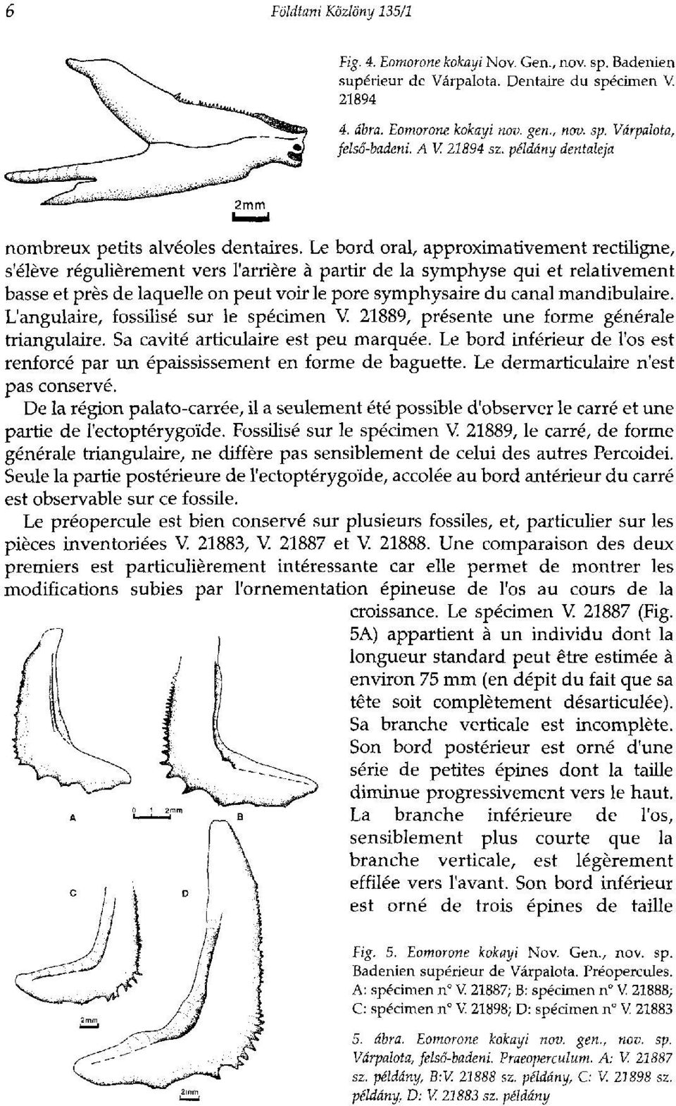 Le bord oral, approximativement rectiligne, s'élève régulièrement vers l'arrière à partir de la symphyse qui et relativement basse et près de laquelle on peut voir le pore symphysaire du canal