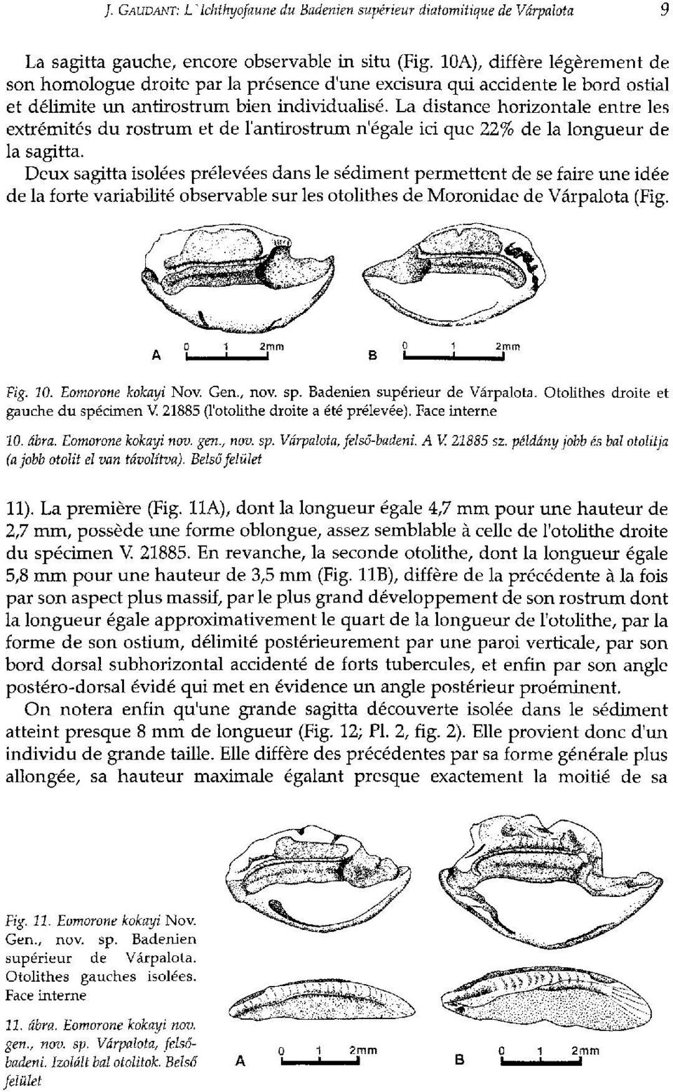 La distance horizontale entre les extrémités du rostrum et de l'antirostrum n'égale ici que 22% de la longueur de la sagitta.