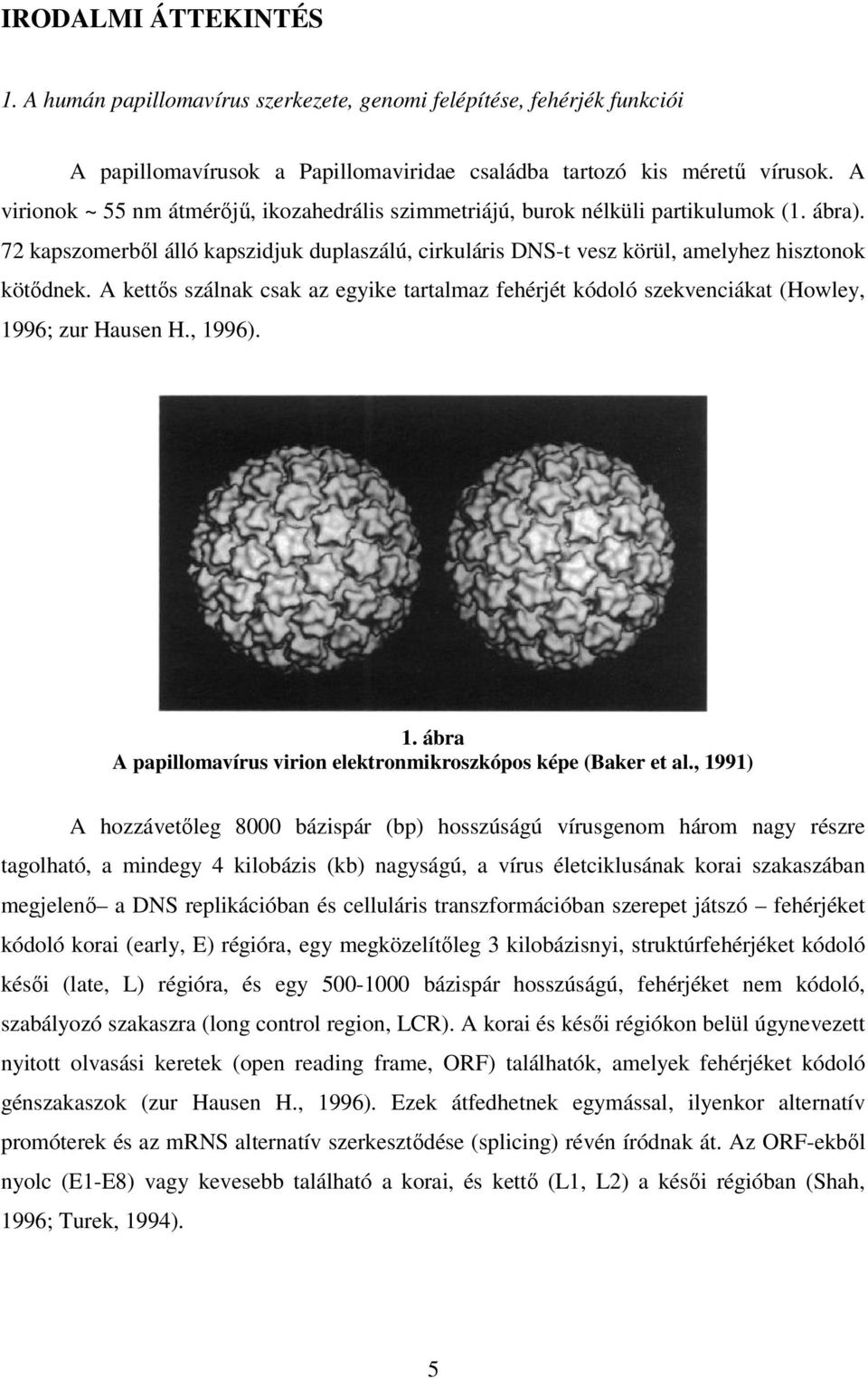 A kettıs szálnak csak az egyike tartalmaz fehérjét kódoló szekvenciákat (Howley, 1996; zur Hausen H., 1996). 1. ábra A papillomavírus virion elektronmikroszkópos képe (Baker et al.