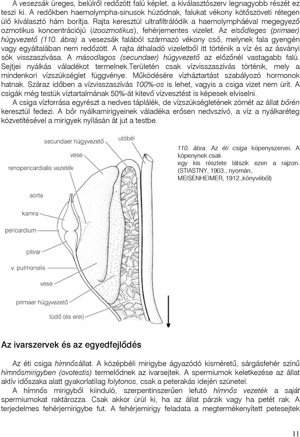 Rajta keresztül ultrafiltrálódik a haemolympháéval megegyezõ ozmotikus koncentrációjú (izoozmotikus), fehérjementes vizelet. Az elsôdleges (primaer) húgyvezetô (110.