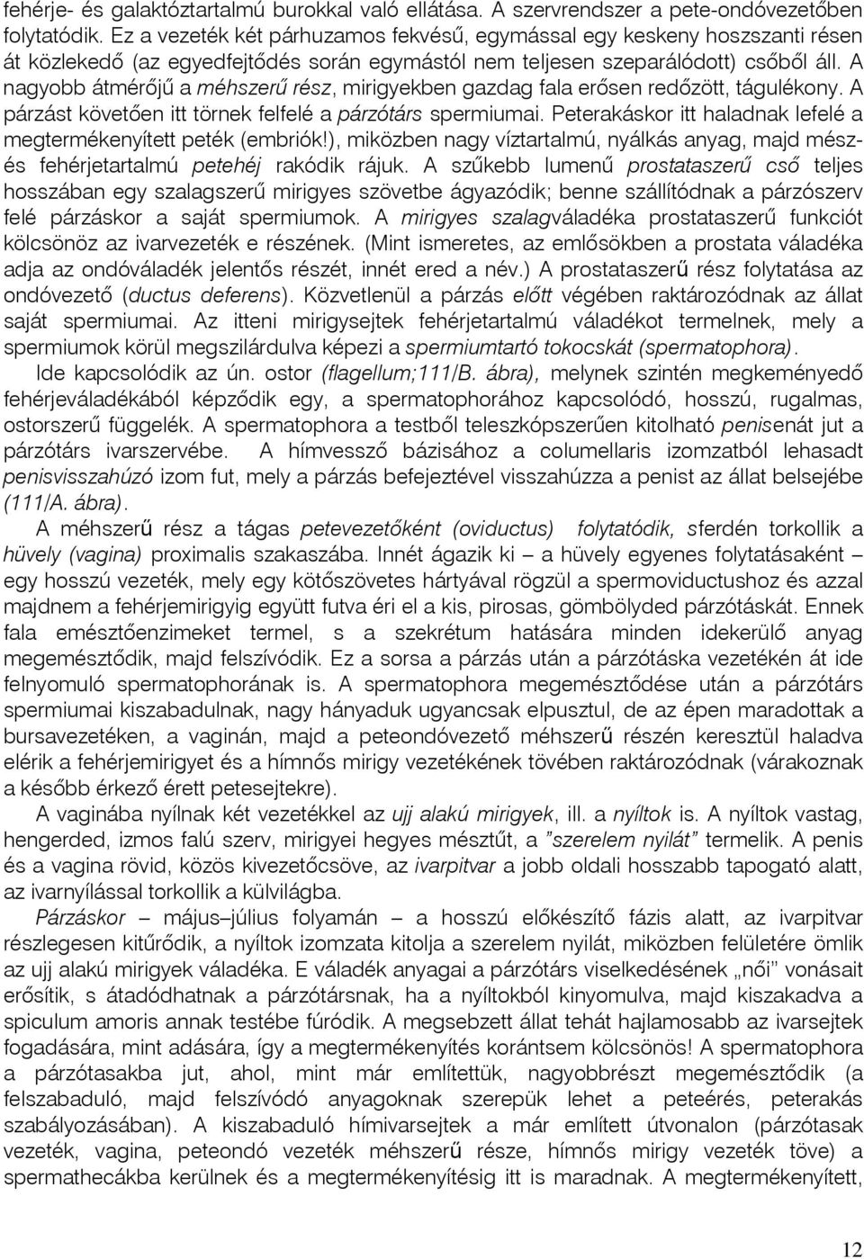 A nagyobb átmérôjû a méhszerû rész, mirigyekben gazdag fala erôsen redôzött, tágulékony. A párzást követõen itt törnek felfelé a párzótárs spermiumai.