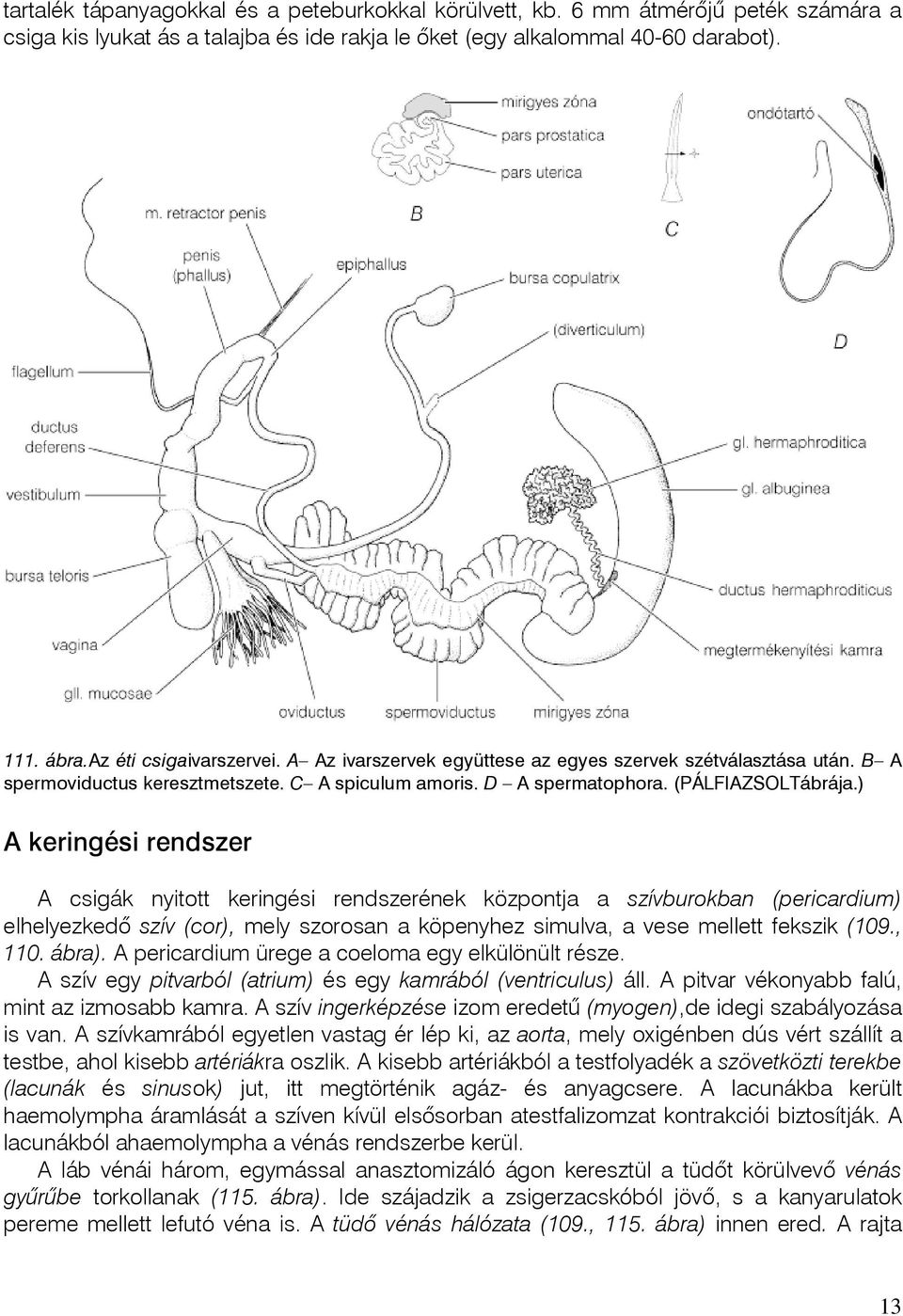 ) A keringési rendszer A csigák nyitott keringési rendszerének központja a szívburokban (pericardium) elhelyezkedô szív (cor), mely szorosan a köpenyhez simulva, a vese mellett fekszik (109., 110.