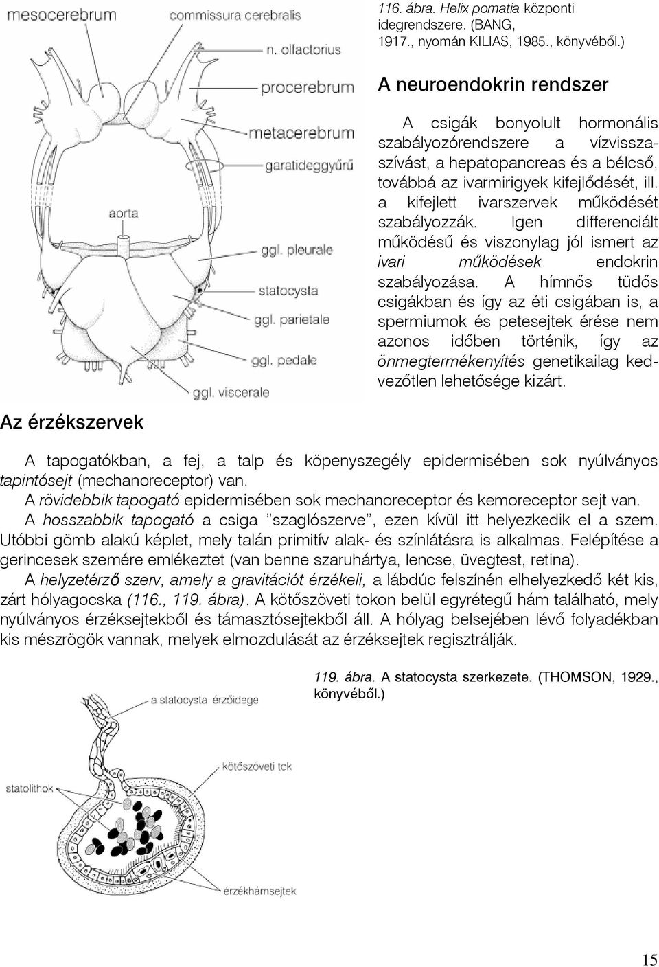 a kifejlett ivarszervek mûködését szabályozzák. Igen differenciált mûködésû és viszonylag jól ismert az ivari mûködések endokrin szabályozása.