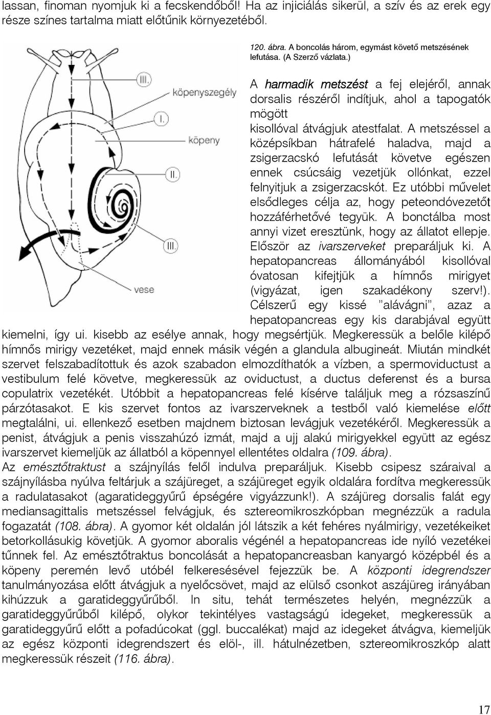 A metszéssel a középsíkban hátrafelé haladva, majd a zsigerzacskó lefutását követve egészen ennek csúcsáig vezetjük ollónkat, ezzel felnyitjuk a zsigerzacskót.