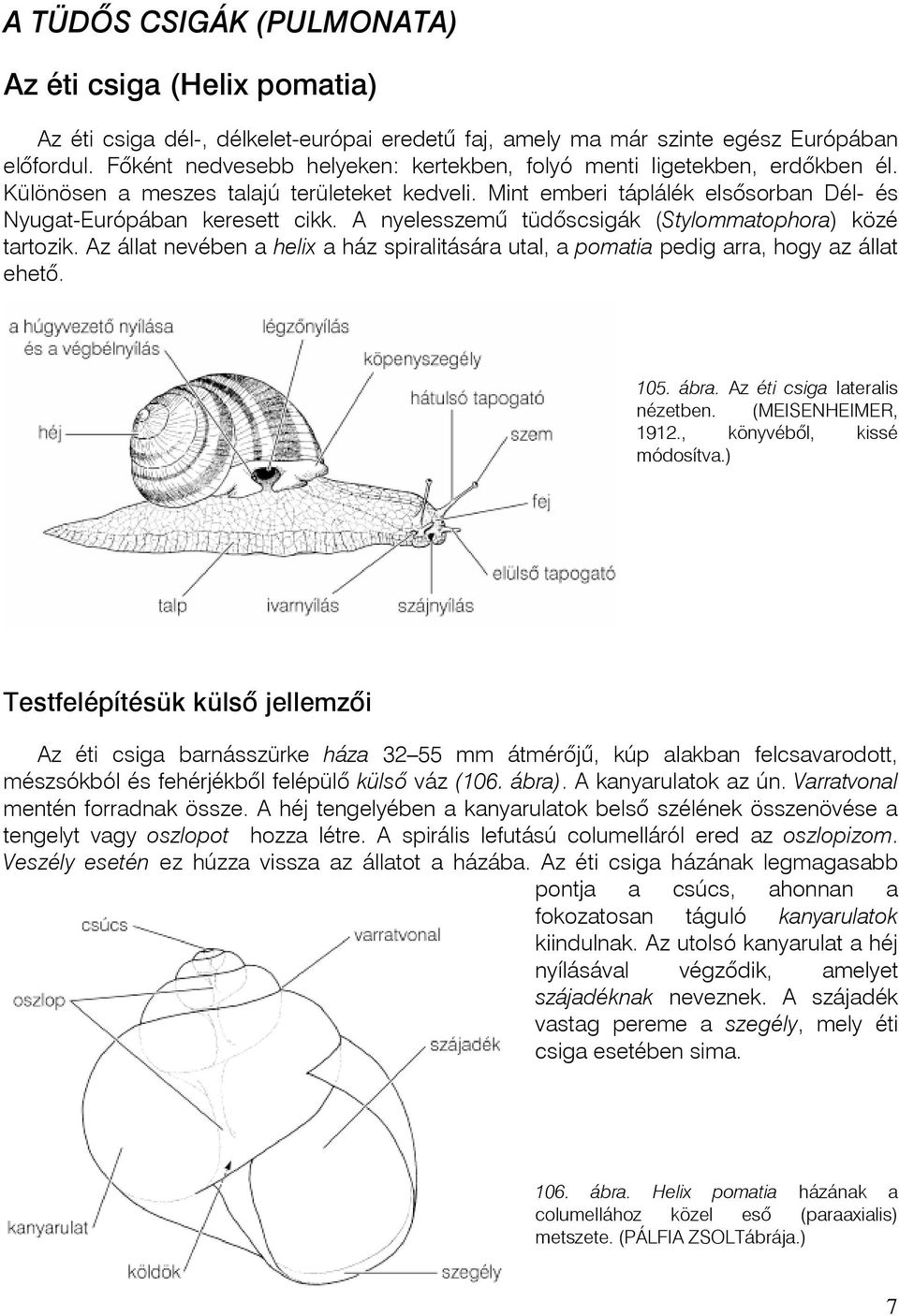 A nyelesszemû tüdõscsigák (Stylommatophora) közé tartozik. Az állat nevében a helix a ház spiralitására utal, a pomatia pedig arra, hogy az állat ehetõ. 105. ábra. Az éti csiga lateralis nézetben.
