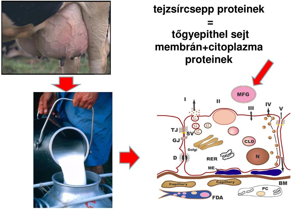 tőgyepithel sejt