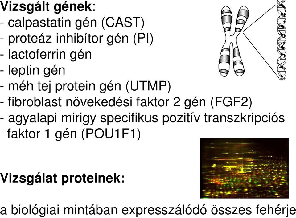 növekedési faktor 2 gén (FGF2) - agyalapi mirigy specifikus pozitív