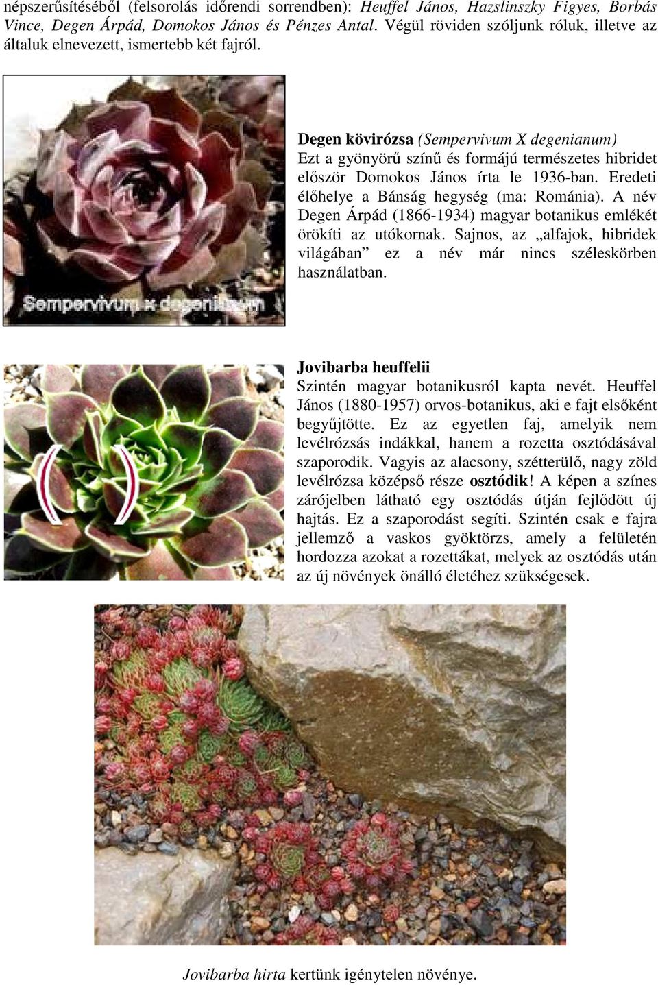 Degen kövirózsa (Sempervivum X degenianum) Ezt a gyönyörű színű és formájú természetes hibridet először Domokos János írta le 1936-ban. Eredeti élőhelye a Bánság hegység (ma: Románia).