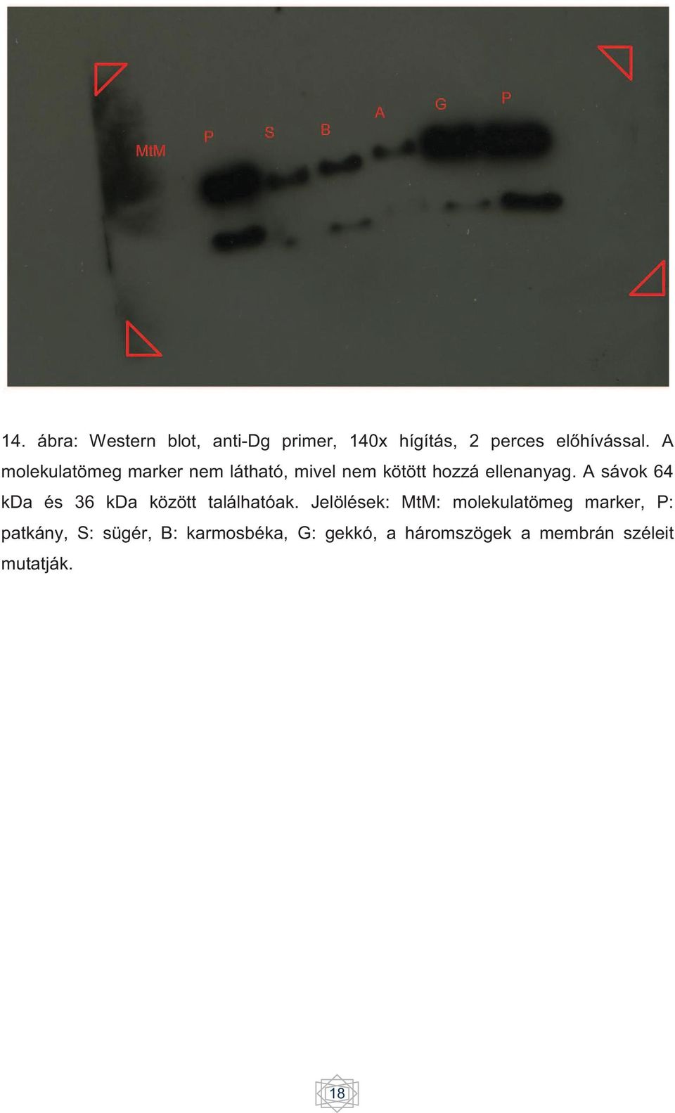 A sávok 64 kda és 36 kda között találhatóak.