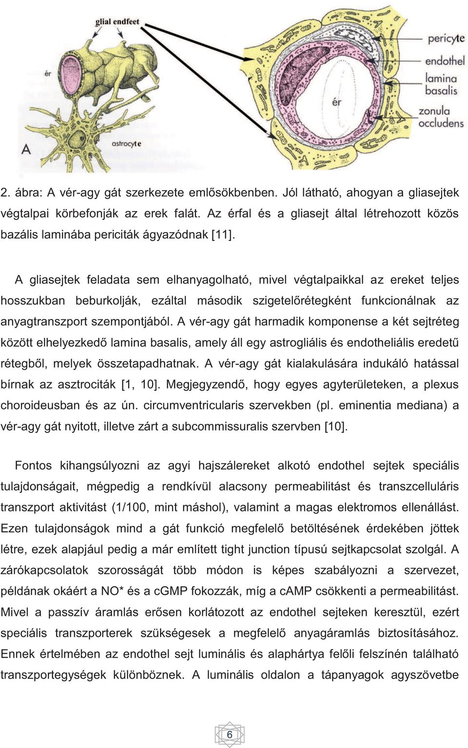 A gliasejtek feladata sem elhanyagolható, mivel végtalpaikkal az ereket teljes hosszukban beburkolják, ezáltal második szigetelőrétegként funkcionálnak az anyagtranszport szempontjából.