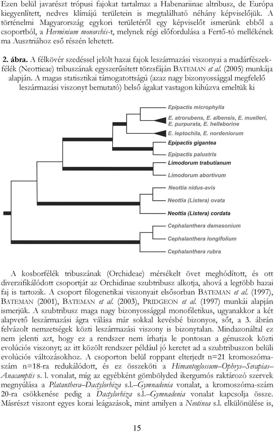 2. ábra. A félkövér szedéssel jelölt hazai fajok leszármazási viszonyai a madárfészekfélék (Neottieae) tribuszának egyszerűsített törzsfáján BATEMAN et al. (2005) munkája alapján.