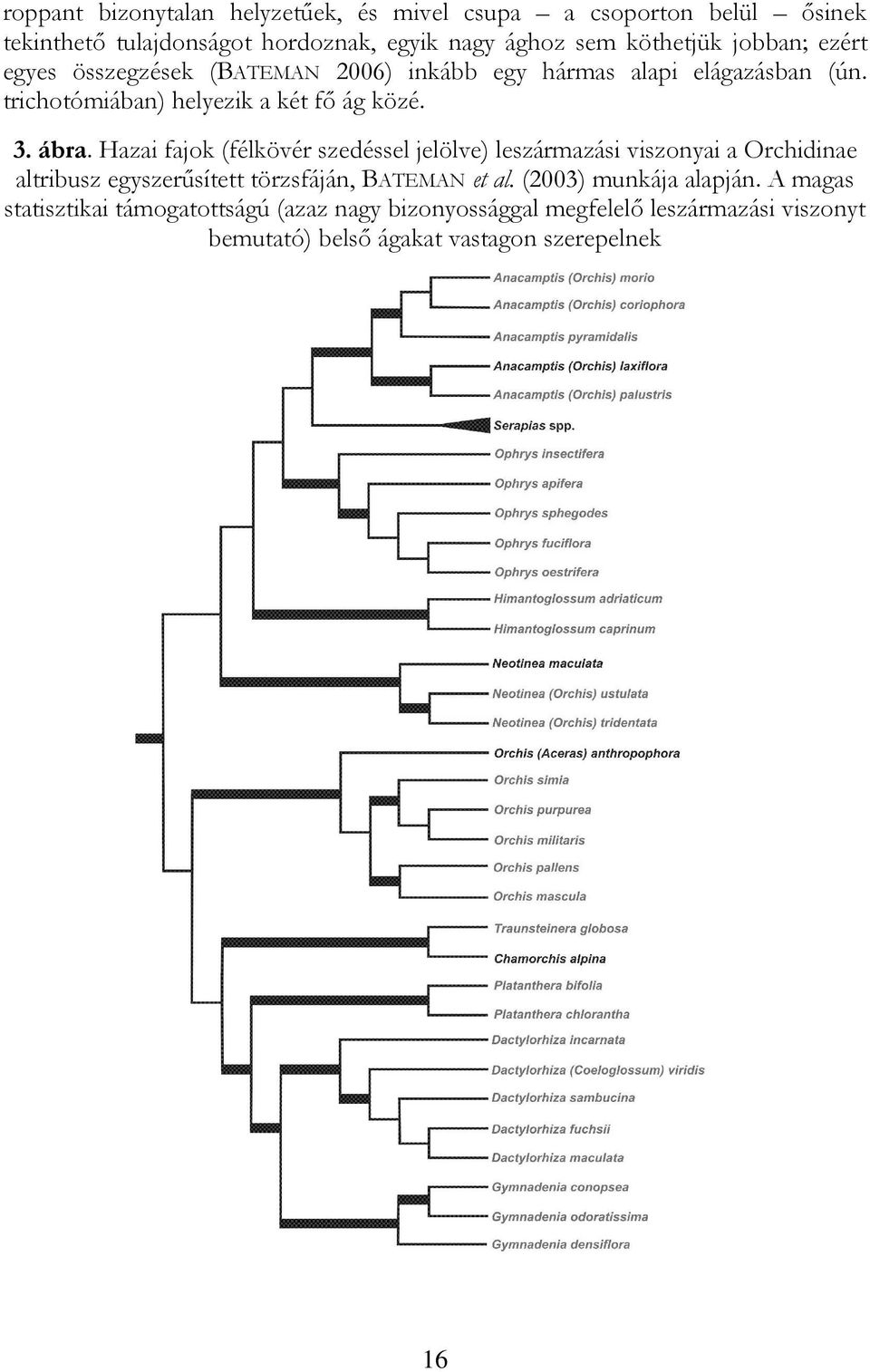 Hazai fajok (félkövér szedéssel jelölve) leszármazási viszonyai a Orchidinae altribusz egyszerűsített törzsfáján, BATEMAN et al.