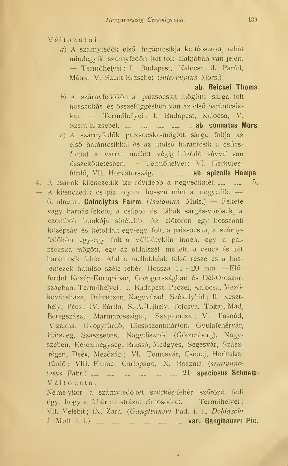 Budapest, Kalocsa, V. Szent-Erzsébet..... -. ab. connatus Mors.