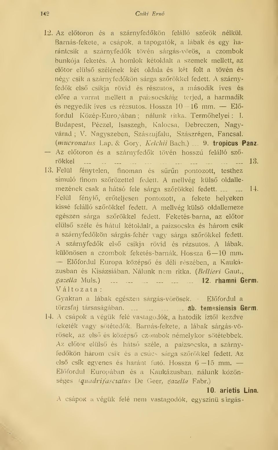 A szárnyfedk els csíkja rövid és részutos, a második íves és elre a varrat mellett a pai-^socskáig terjed, a harmadik és negyedik íves es rézsútos. Hossza 10 16 mm.