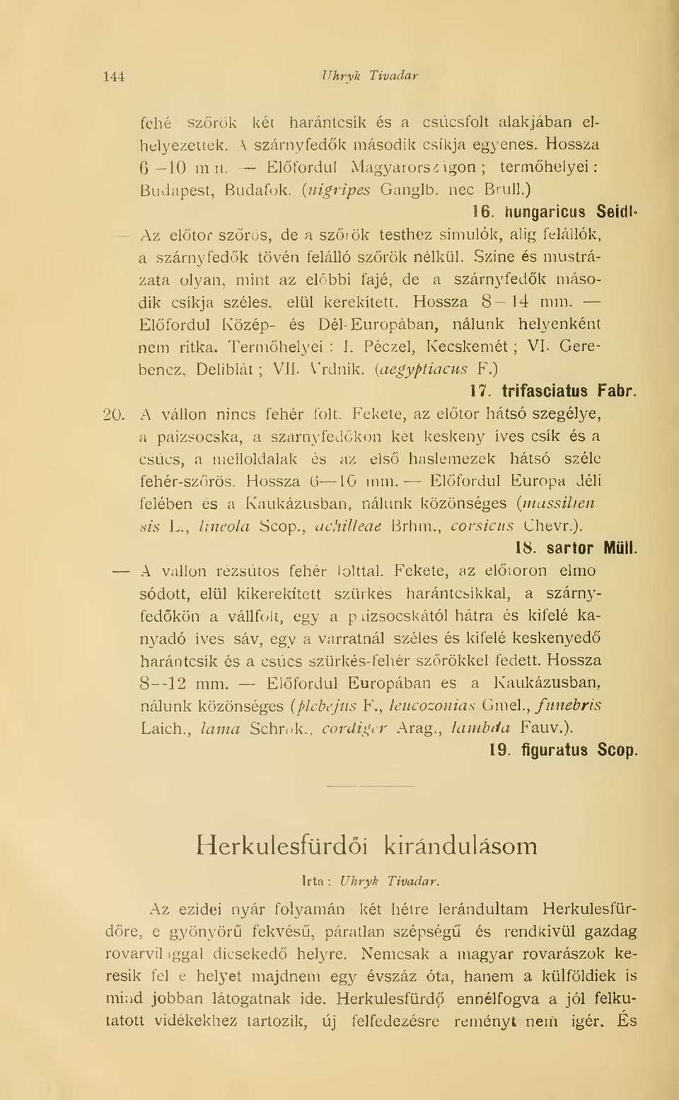 hungaricus SeidI- Az elötof szrös, de a szrök testhez simulok, alig felállók, a szárnyfedk tövén felálló szrök nélkül.