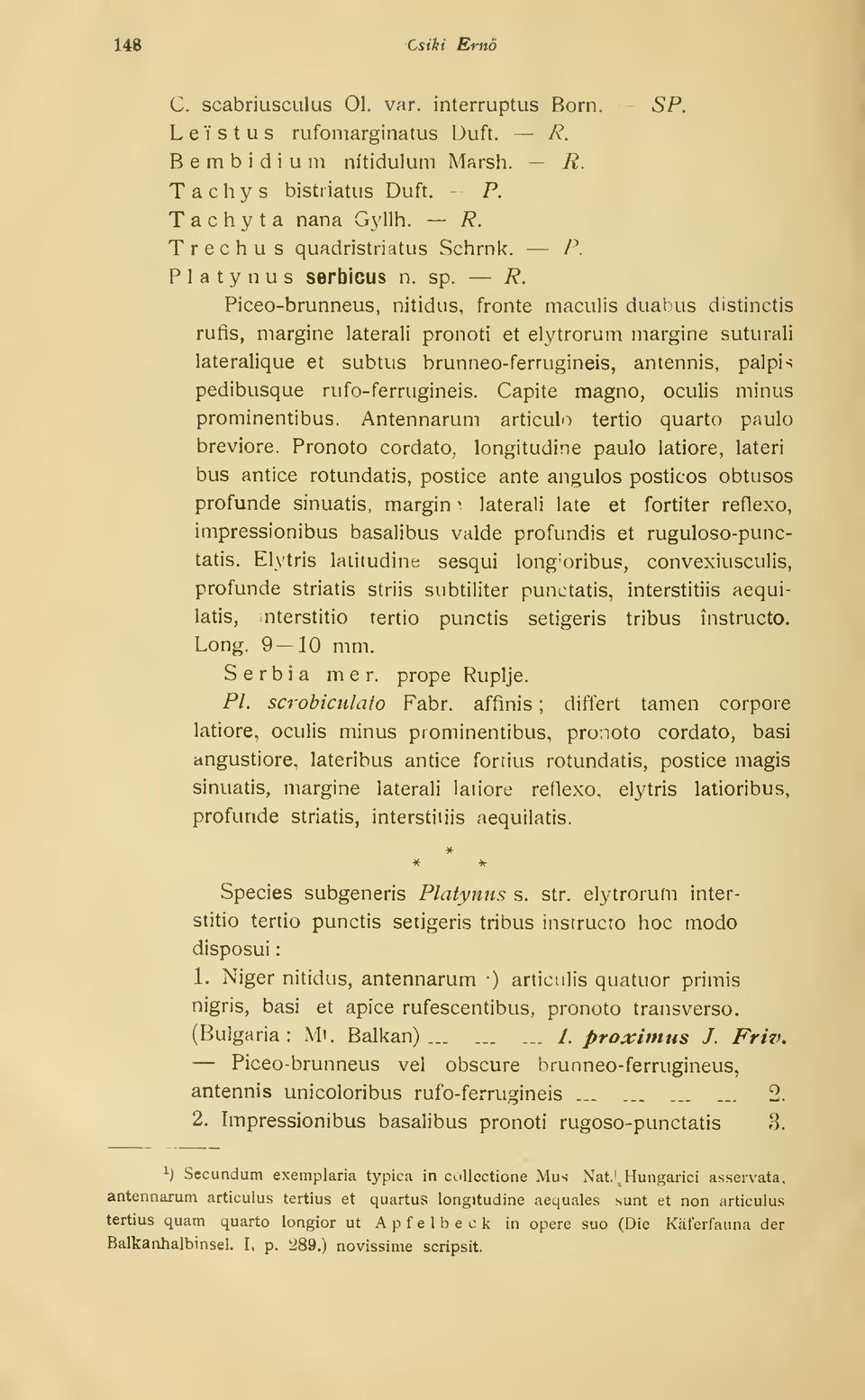 Piceo-brunneus, nitidus, fronté maculis duabus distinctis rufis, margine laterali pronoti et elytrorum margine suturali lateralique et subtus brunneo-ferrugineis, antennis, palpi-^ pedibusque