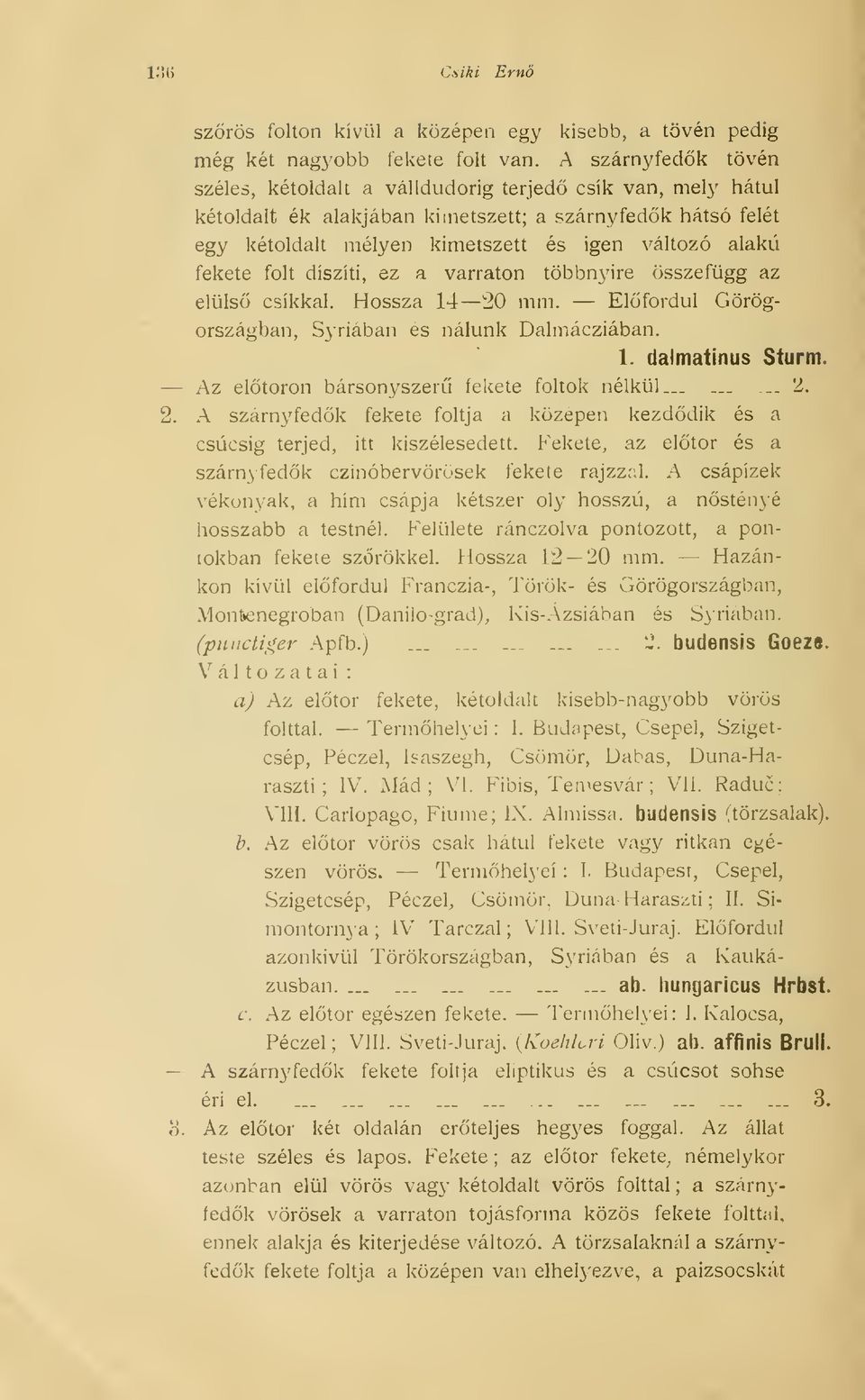 folt díszíti, ez a varraton többnyire összefügg az elüls csíkkal. Hossza 14 20 mm. Elfordul Görögországban, Syriában es nálunk Dalmácziában. Az eltörn bársonyszer fekete foltok nélkül.....^. 2. 1. dalmatinus Sturm.