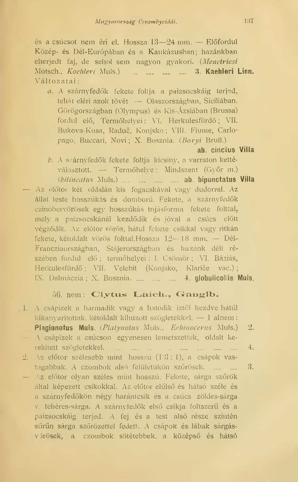 Görögországban (Olympus) és Kis-Ázsiában (Brussa) fordul el, Termhelyei : V'I. Herkules fürd ; VII. Bukova-Kusa, Raduc, Konjsko ; VIÍl. Fiume, Carlopago, Buccari, Növi ; X. Bosznia. (Boryi Brull.) ab.