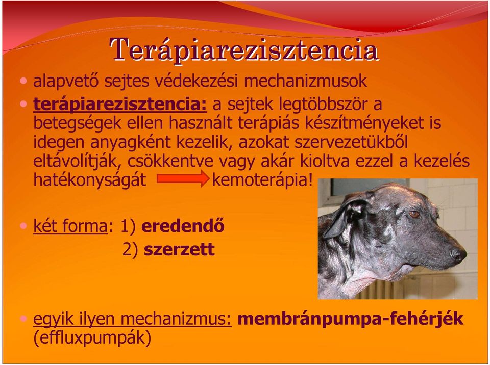 azokat szervezetükbıl eltávolítják, csökkentve vagy akár kioltva ezzel a kezelés hatékonyságát