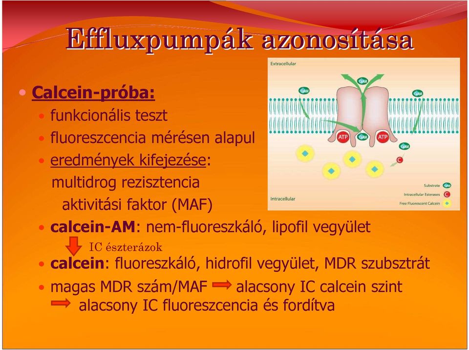 nem-fluoreszkáló, lipofil vegyület IC észterázok calcein: fluoreszkáló, hidrofil vegyület,