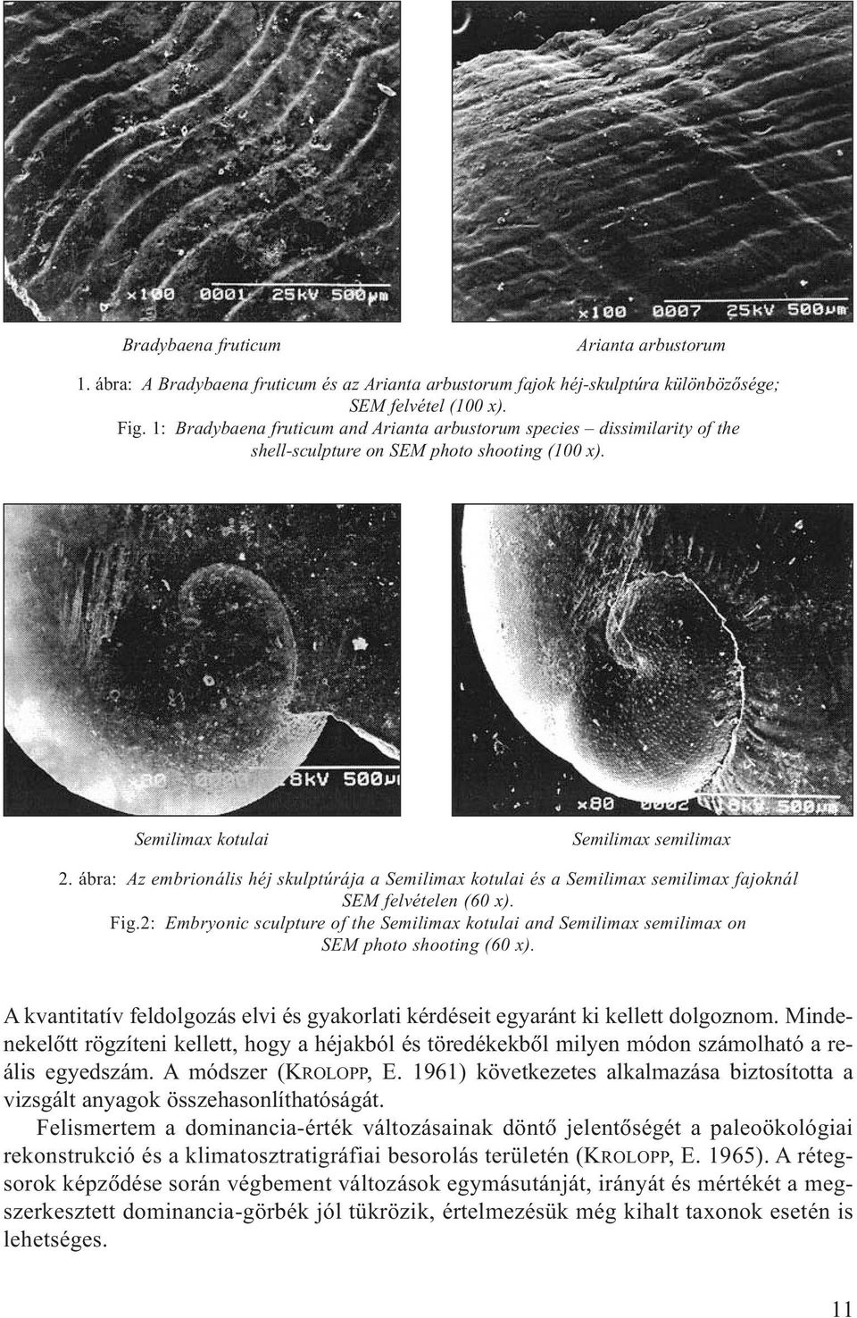 ábra: Az embrionális héj skulptúrája a Semilima kotulai és a Semilima semilima fajoknál SEM felvételen (60 ). Fig.