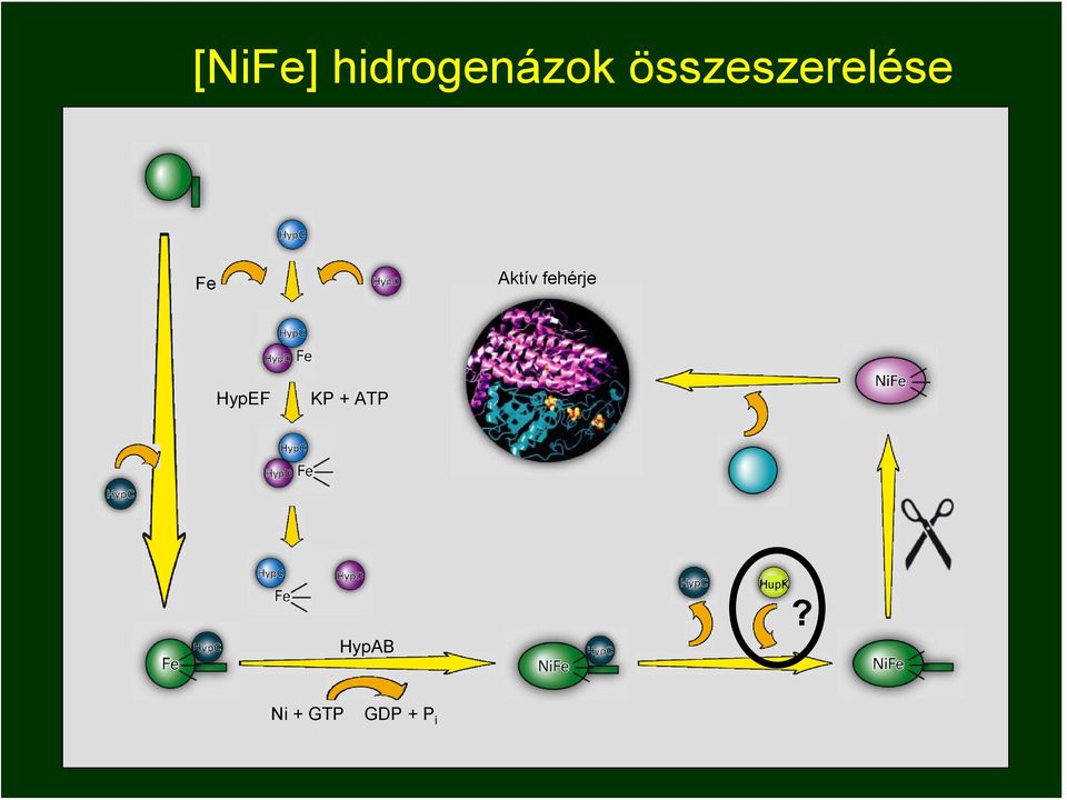 fehérje HypEF KP + ATP