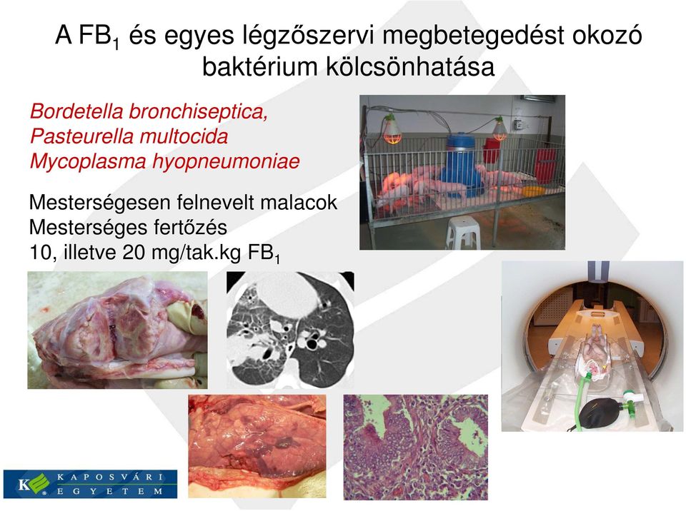 Pasteurella multocida Mycoplasma hyopneumoniae