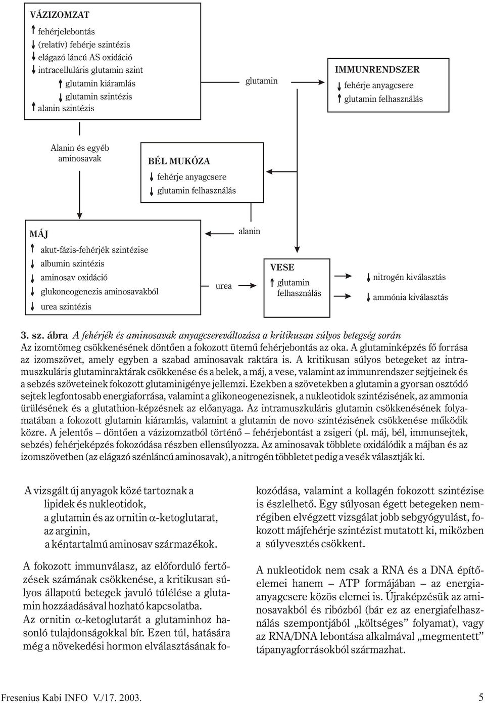 glukoneogenezis aminosavakból urea szintézis urea VESE glutamin felhasználás nitrogén kiválasztás ammónia kiválasztás 3. sz. ábra A fehérjék és aminosavak anyagcsereváltozása a kritikusan súlyos betegség során Az izomtömeg csökkenésének döntõen a fokozott ütemû fehérjebontás az oka.