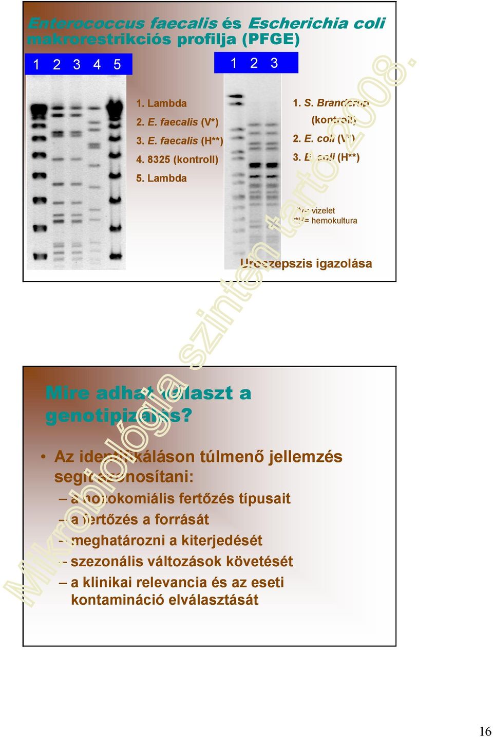 coli (V*) 3. E. coli (H**) *V= vizelet **H= hemokultura Uroszepszis igazolása Mire adhat választ a genotipizálás?