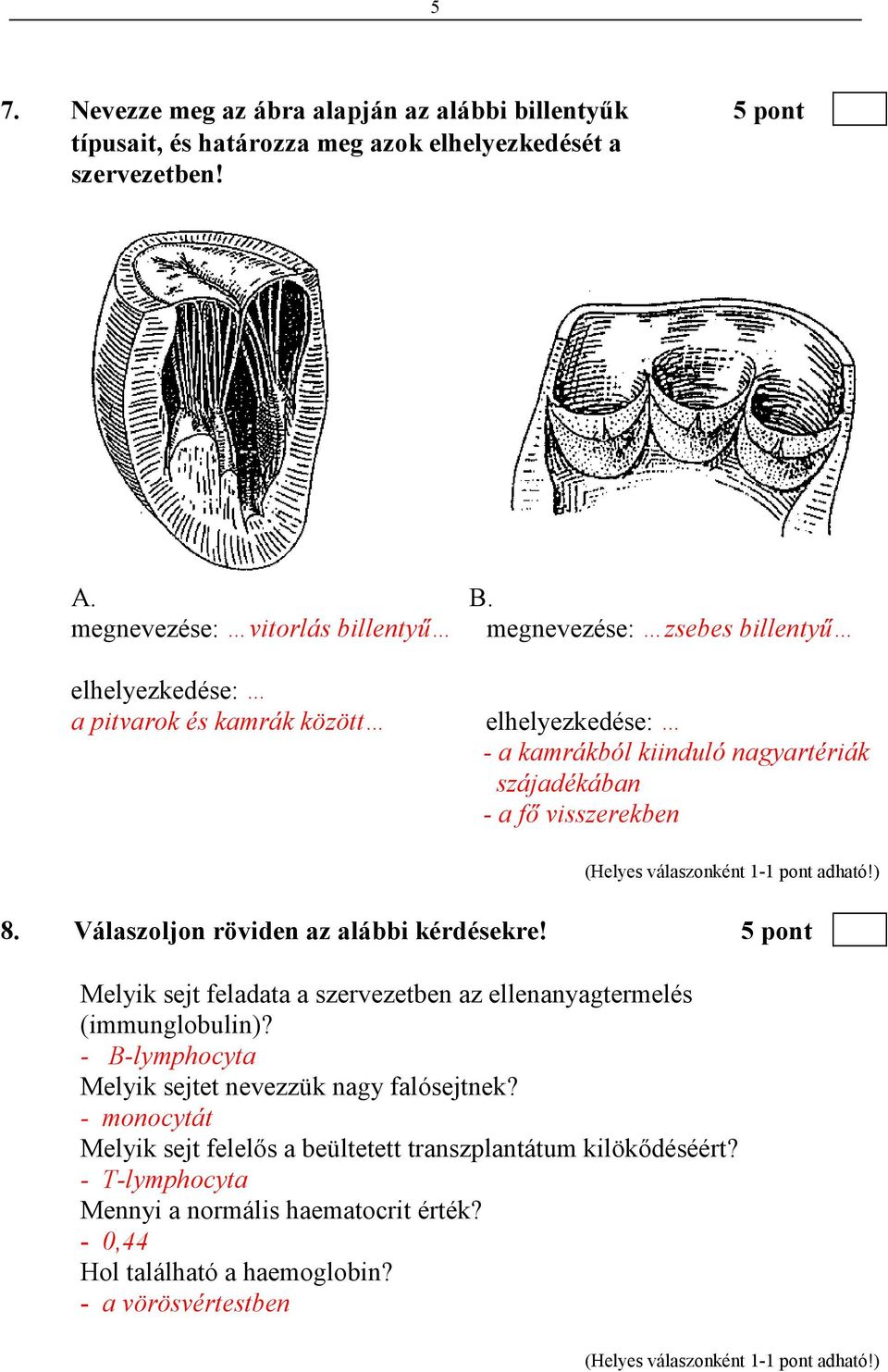 - a fı visszerekben 8. Válaszoljon röviden az alábbi kérdésekre! 5 pont Melyik sejt feladata a szervezetben az ellenanyagtermelés (immunglobulin)?