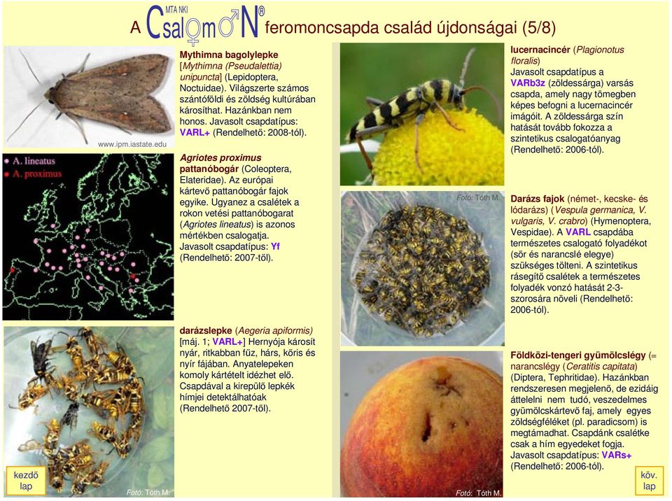 Az európai kártevœ pattanóbogár fajok egyike. Ugyanez a csalétek a rokon vetési pattanóbogarat (Agriotes lineatus) is azonos mértékben csalogatja. Javasolt csapdatípus: Yf (RendelhetŒ: 2007-tŒl).