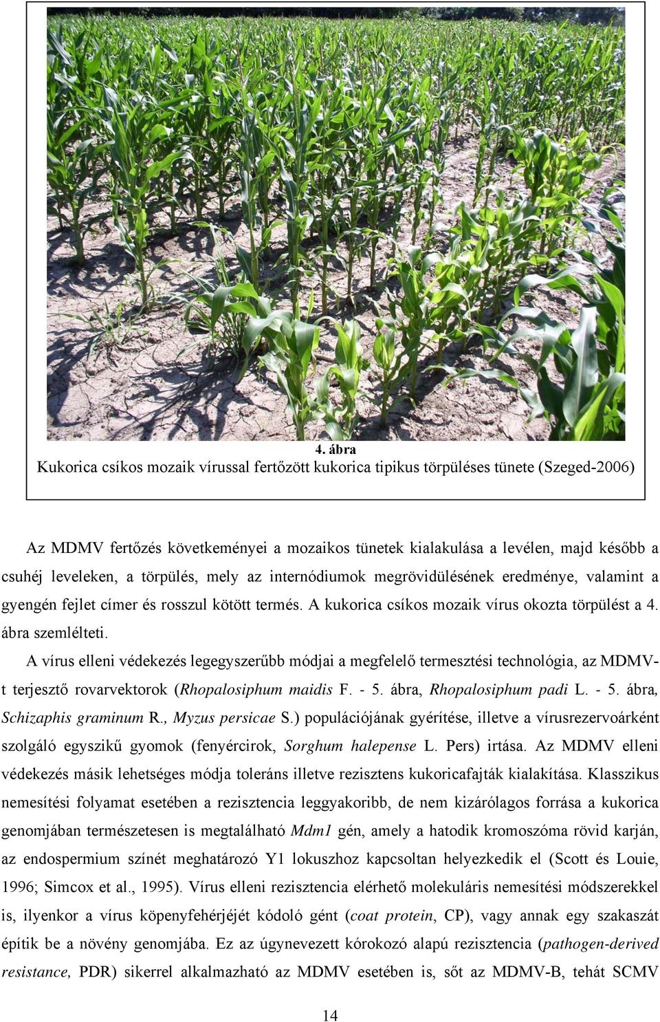 ábra szemlélteti. A vírus elleni védekezés legegyszerűbb módjai a megfelelő termesztési technológia, az MDMVt terjesztő rovarvektorok (Rhopalosiphum maidis F. - 5. ábra, Rhopalosiphum padi L. - 5. ábra, Schizaphis graminum R.