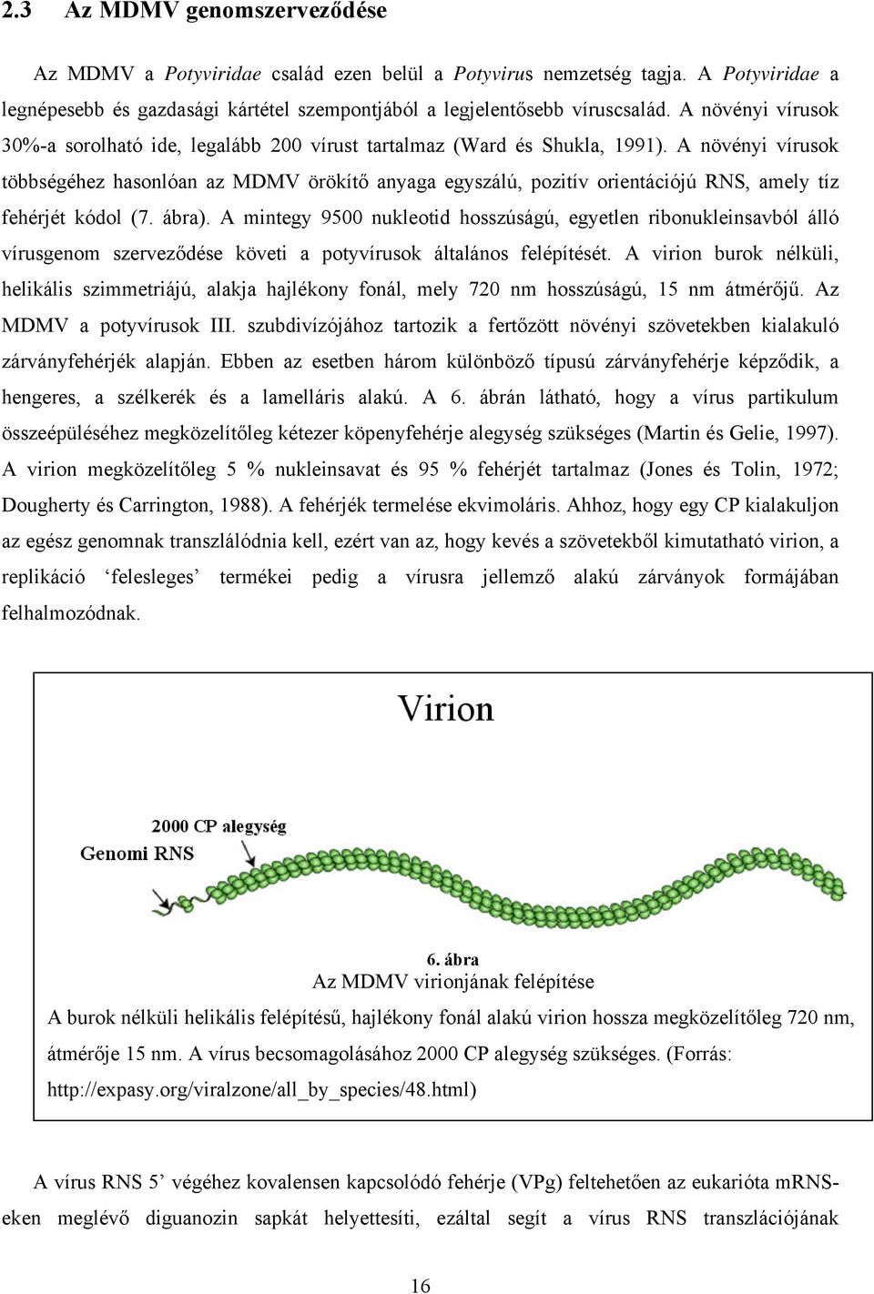 A növényi vírusok többségéhez hasonlóan az MDMV örökítő anyaga egyszálú, pozitív orientációjú RNS, amely tíz fehérjét kódol (7. ábra).