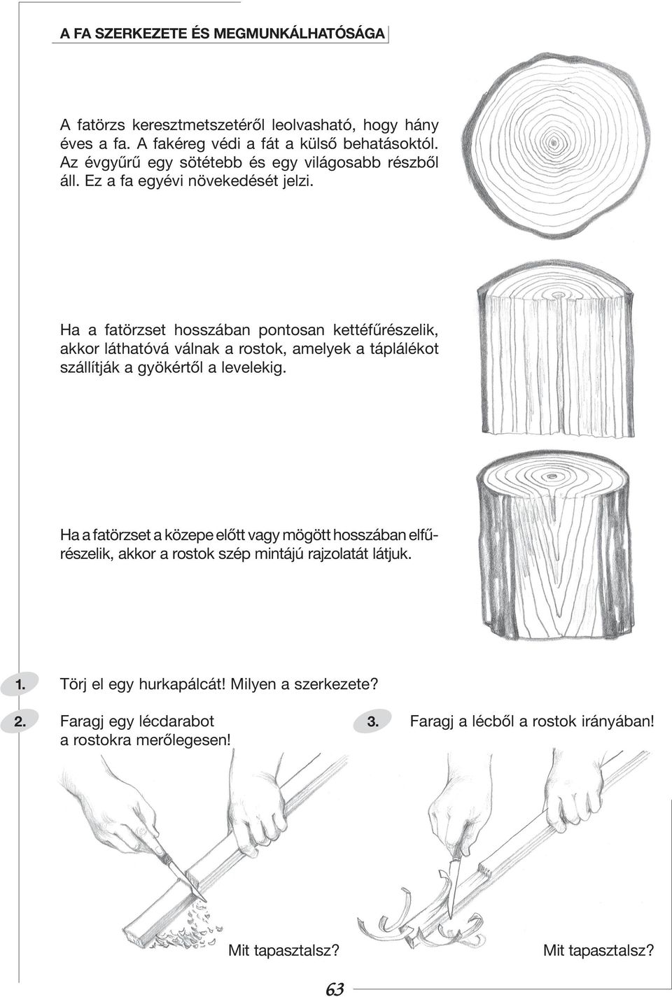 Ha a fatörzset hosszában pontosan kettéfûrészelik, akkor láthatóvá válnak a rostok, amelyek a táplálékot szállítják a gyökértôl a levelekig.