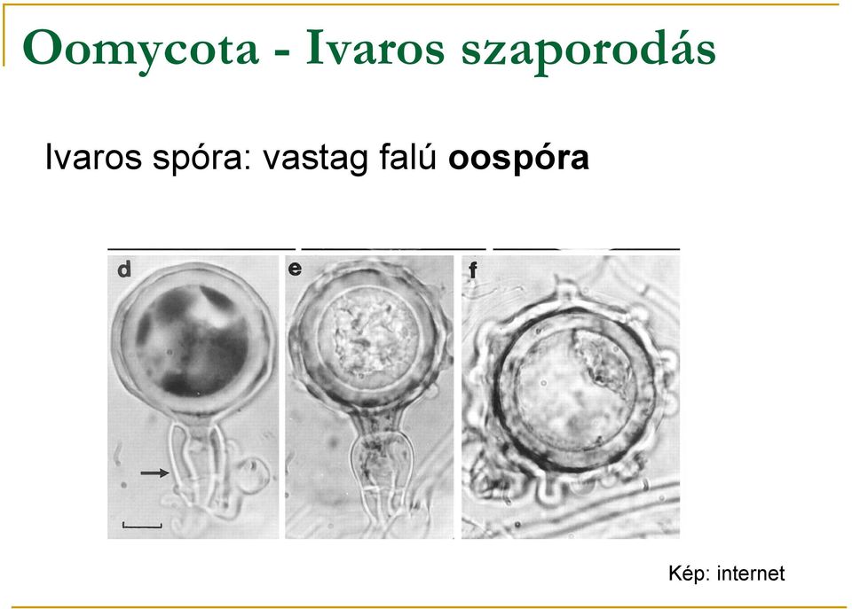 spóra: vastag falú