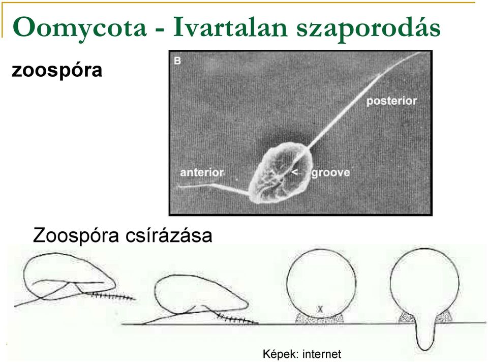 szaporodás