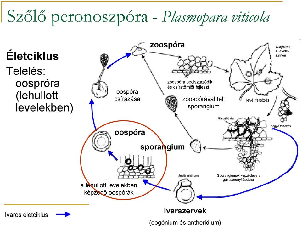 hausztóriumok levél fertőzés Olajfoltok a levelek színén oospóra bogyó fertőzés sporangium a lehullott