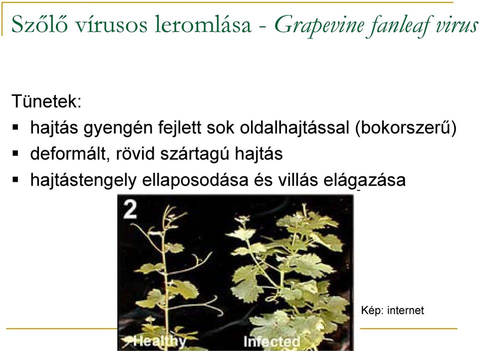 (bokorszerű) deformált, rövid szártagú hajtás