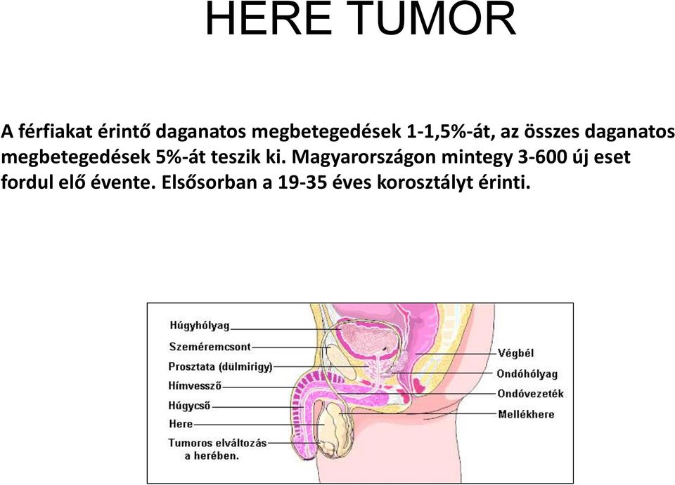 teszik ki.