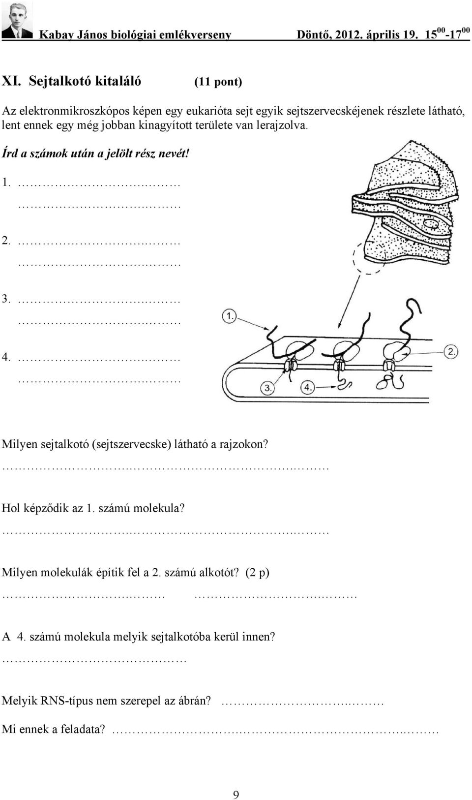 .. Milyen sejtalkotó (sejtszervecske) látható a rajzokon?.. Hol képződik az 1. számú molekula?.. Milyen molekulák építik fel a 2.