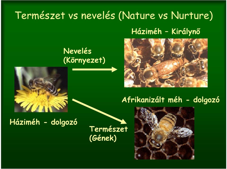 Háziméh Királynő Afrikanizált méh