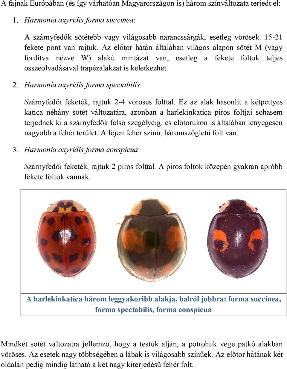 2. Harmonia axyridis forma spectabilis: Szárnyfedői feketék, rajtuk 2-4 vöröses folttal.