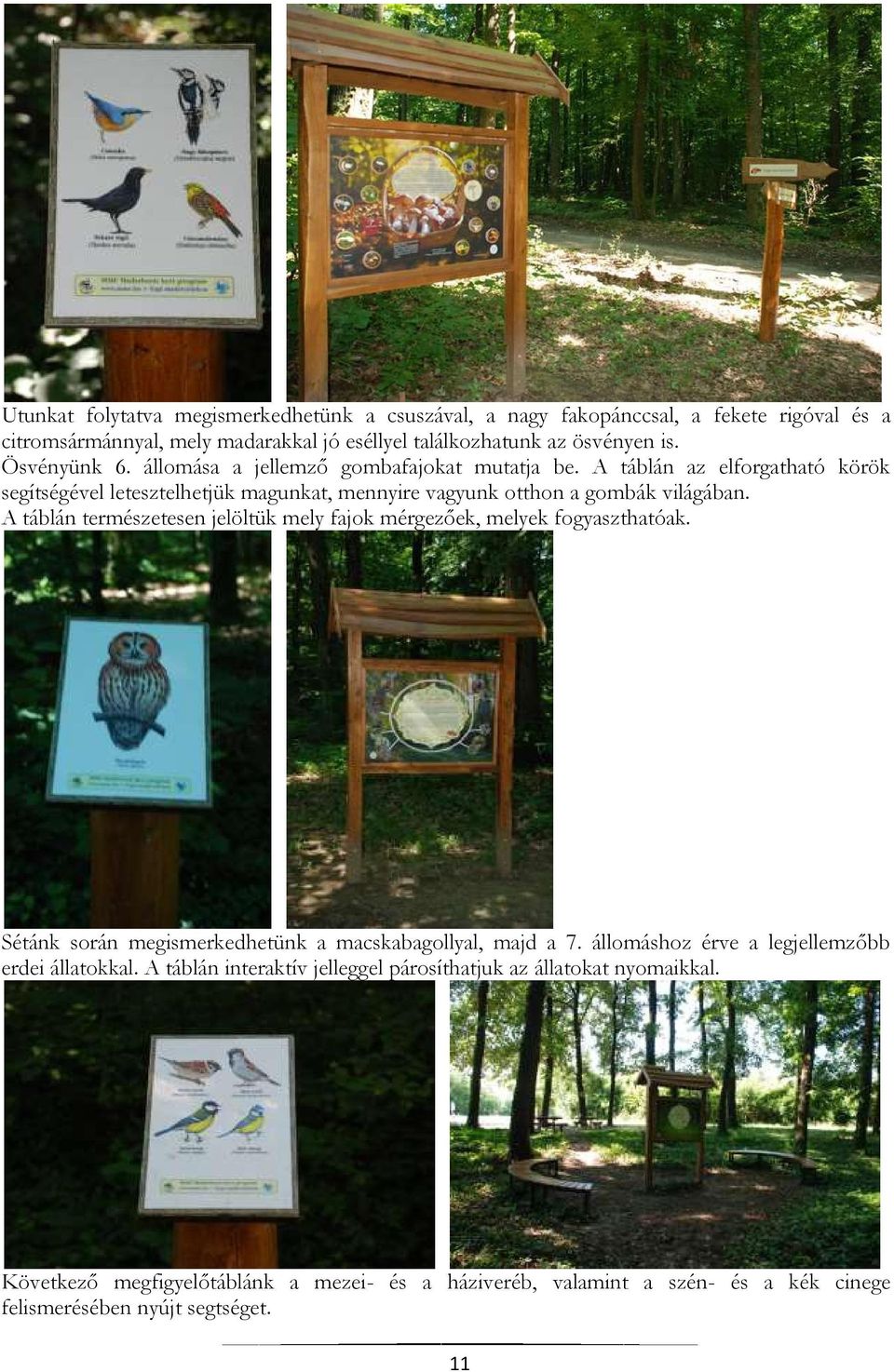 A táblán természetesen jelöltük mely fajok mérgezőek, melyek fogyaszthatóak. Sétánk során megismerkedhetünk a macskabagollyal, majd a 7.